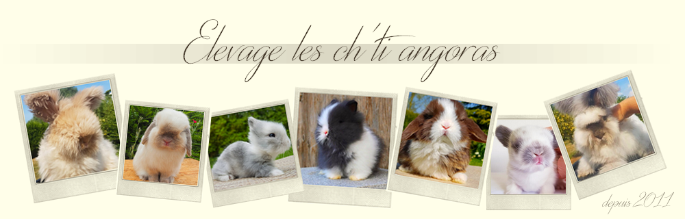 elevage de lapin angora anglais dans le Nor