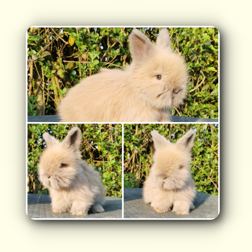 angora anglais full face jaune à vendre