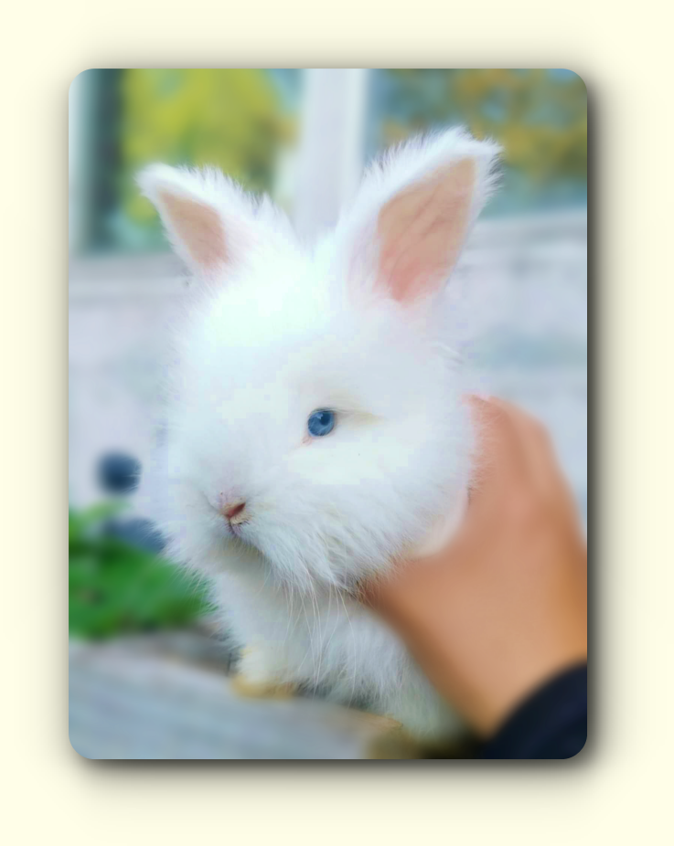 angora anglais blanc yeux bleus