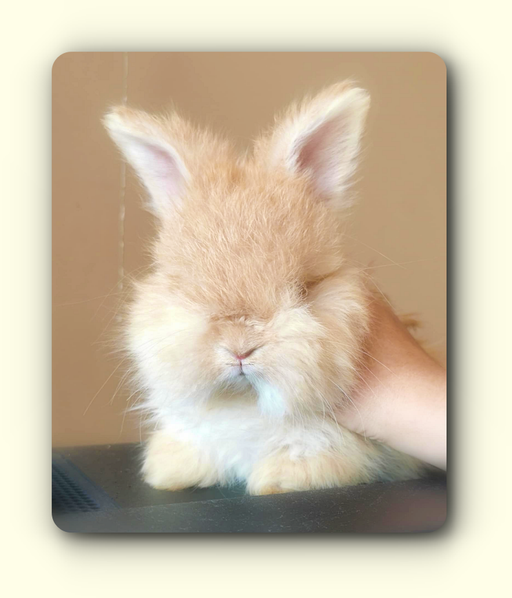 angora anglais full face 